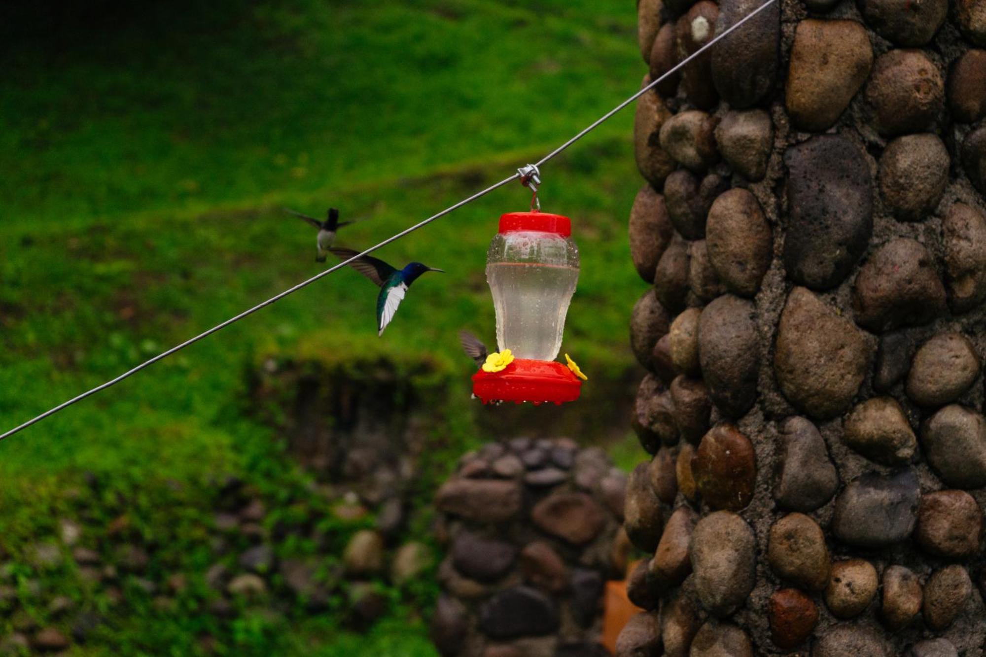 Hotel Pura Vista Glamping El Castillo Zewnętrze zdjęcie
